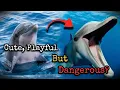 Dolphins Cute Playful but secretary Dangerous