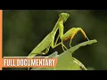 Download Lagu The World of Insects - Unveiling Earth's Mini Giants | Full Documentary