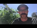 How to pick a tomato off the vine