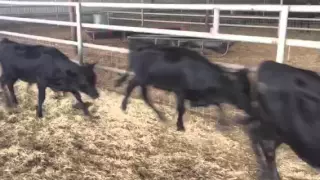 Fresh Corriente Bulls for Sale