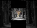 Download Lagu DJ TERBARU IZINKAN AKU SELINGKUH FULLBASS-TIKTOK VIRAL REMIX SLOW