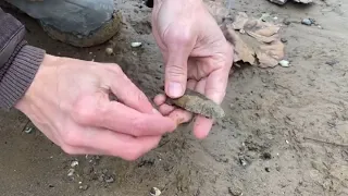 Clovis Tip Arrowhead Find