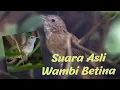 Download Lagu Suara Asli Wambi Mini Betina untuk Pancing Jantan Malas/Macet bunyi