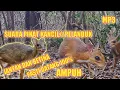 Download Lagu Suara Pikat untuk Kancil/Pelanduk || jantan, betina pasti datang terbaru 100% AMPUH || NONSTOP