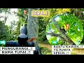 Download Lagu BERBURU HAMA TUPAI ‼️ Bantu kawan lindungi kebun...