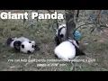 Meet the adorable Giant Panda Bear China Status Vulnerable Conservation