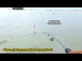 Download Lagu Edyann..!! Gak ada ikan kecil yang makan umpan || Mancing kakap putih (Barramundi)