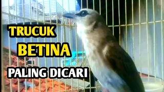 Download trucuk betina memanggil jantan ampuh jadikan pancingan trucukan agar nyaut dan gacor MP3