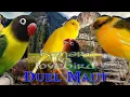 Duel kenari vs lovebird