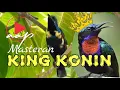 Download Lagu HET KRIJGEN VAN HET KING KONIN-GETJIP VOOR HET VISSEN | HET KING KONIN-GETJIP IS LUXUEUS!!!