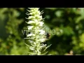 Forest Bee 3 - Stock Footage Hive 13067063