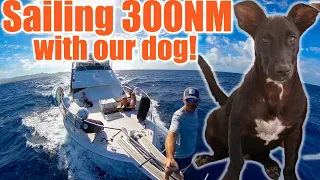 Where does a dog pee at sea?
