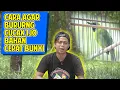 Download Lagu TONTON INI AGAR CUCAK IJO BAHAN CEPAT BUNYI