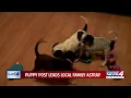 Online puppy scam costs Oklahoma family hundreds of dollars hours of driving and days in a hotel