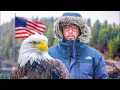 Let s Talk About America s Iconic Bald Eagle