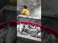 Download Lagu menangkap ikan mas rumput dengan mudah di air