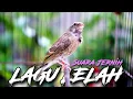 Lagu BLACKTHROAT GACOR SUARA JERNIH LAGU LELAH UNTUK MASTERAN KENARI PAUD BELAJAR BUNYI