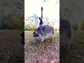 Their proposal video didn't go well 🤣 #shorts #viral #video #views #funny #short