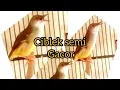 Lagu ciblek semi / ciblek dakun gacor