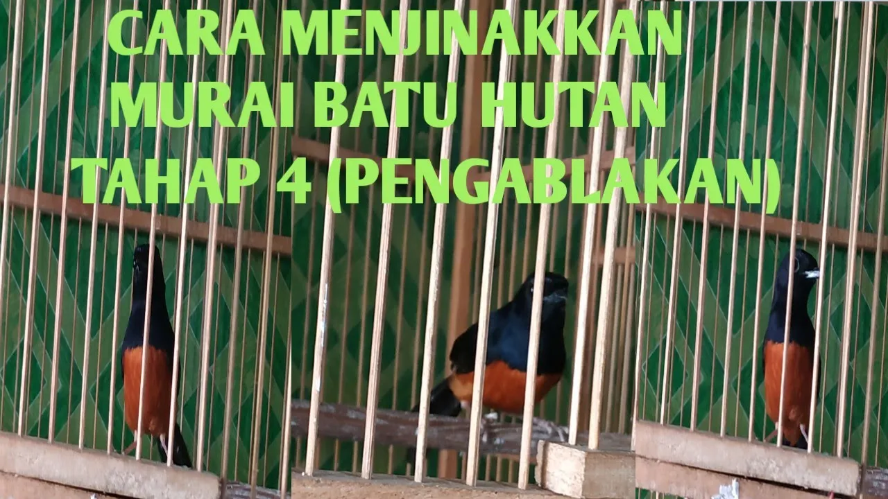 CARA MENJINAKAN BRANJANGAN BAHAN CUKUP 1 MINGGU ANTI STRESS