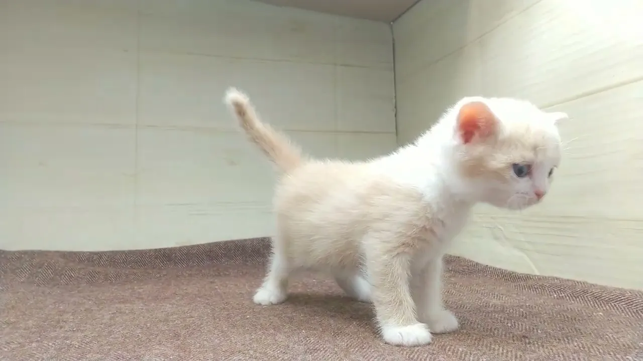 動画