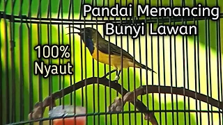 suara burung sogok ontong gacor ampuh untuk pancingan sogon gacor agar bunyi