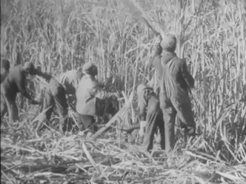 Cane Sugar (1939)