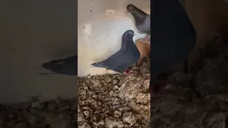 حمام قلابي لوت قطايف 