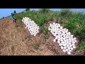 Download Lagu amazing farmer! a lot of duck eggs under the grass pick a lot of by hand luck 