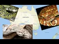 Top 10 BEST Aussie Pythons