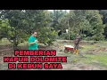 Lagu PEMBERIAN KAPUR DOLOMITE DI KEBUN DURIAN SAYA