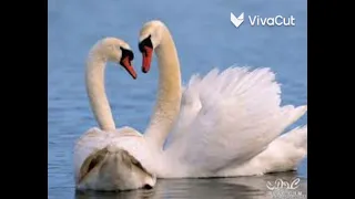 صوت حذاف وأبو دريغ 