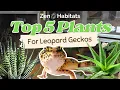 The 5 BEST Plants for Leopard Gecko Bioactive Naturalistic Enclosures