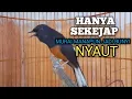 Download Lagu MURAI BATU GACOR Ampuh buat PANCINGAN MURAI biar lawan EMOSI jadi Bunyi NYAUT BONGKAR MATERI ISIAN 