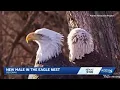 Eagle drama unfolds at Decorah North nest in Iowa
