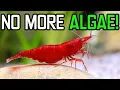 The BEST Algae Eaters for Small Aquariums 5-10 gallons