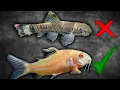 Best And Worst Fish To Buy At Petco