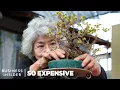 Download Lagu Why Bonsai Are So Expensive | So Expensive