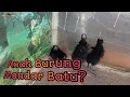 Download Lagu Merawat Anak Burung Mandar Batu