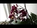 Download Lagu ORCHID BOY: PHALAENOPSIS 1 YEAR BAREROOT