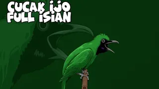 masteran cucak ijo full materi isian super rapat dijamin cepat nempel 