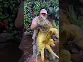 Download Lagu Huge Alligator Snapping Turtle! #american #alligatorsnappingturtle #reptile #zoo #livingthedream