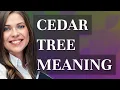 Cedar tree meaning of Cedar tree