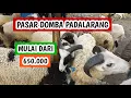 Hari ini mulai dari harga 650.000, harga domba garut dan domba priangan. (081125)