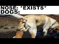 Dog Memes