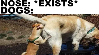 Dog Memes