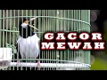 Download Lagu JALAK SUREN GACOR FULL MEWAH   #jalaksuren