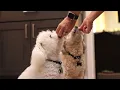 Shop Your Way with Pet Food Express