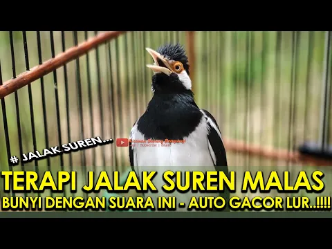 Download MP3 TERAPI JALAK SUREN MALAS BUNYI DENGAN SUARA INI - AUTO GACOR LUR..!!!!