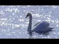 Saint-Saëns - The Swan | Relaxing Classical Cello and Piano Music | 1 HOUR